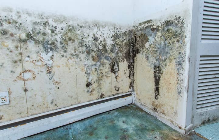 residential mold removal experts in Palm Bay